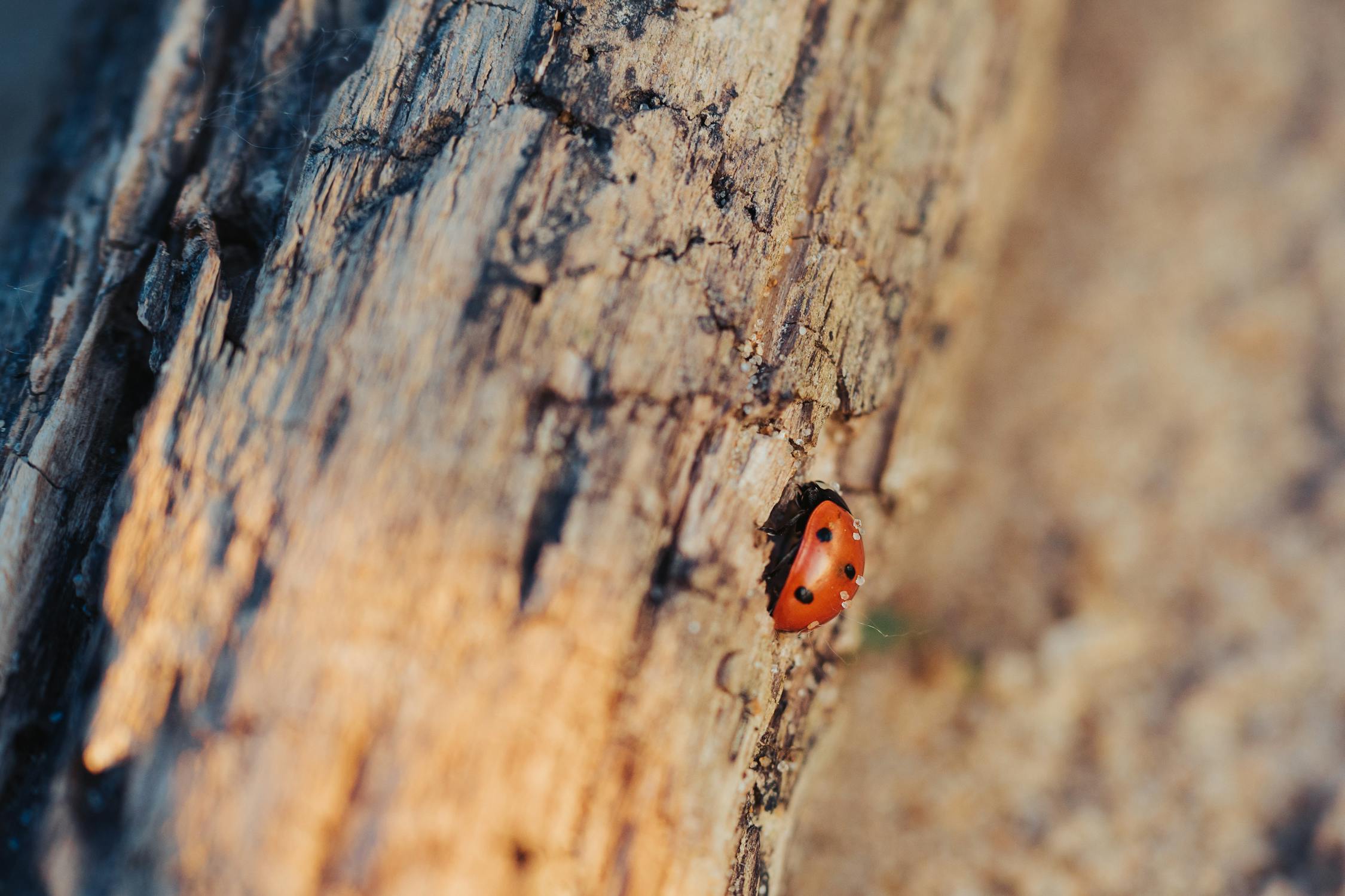 Ladybug on Tree · Free Stock Photo