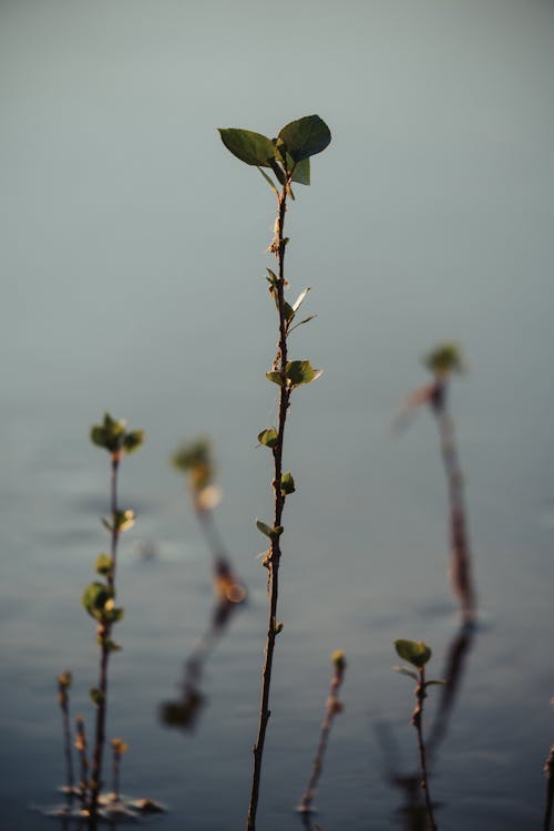 A plant with leaves growing out of the water