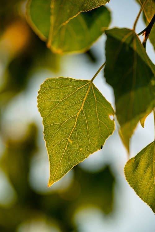 A close up of a green leaf on a tree