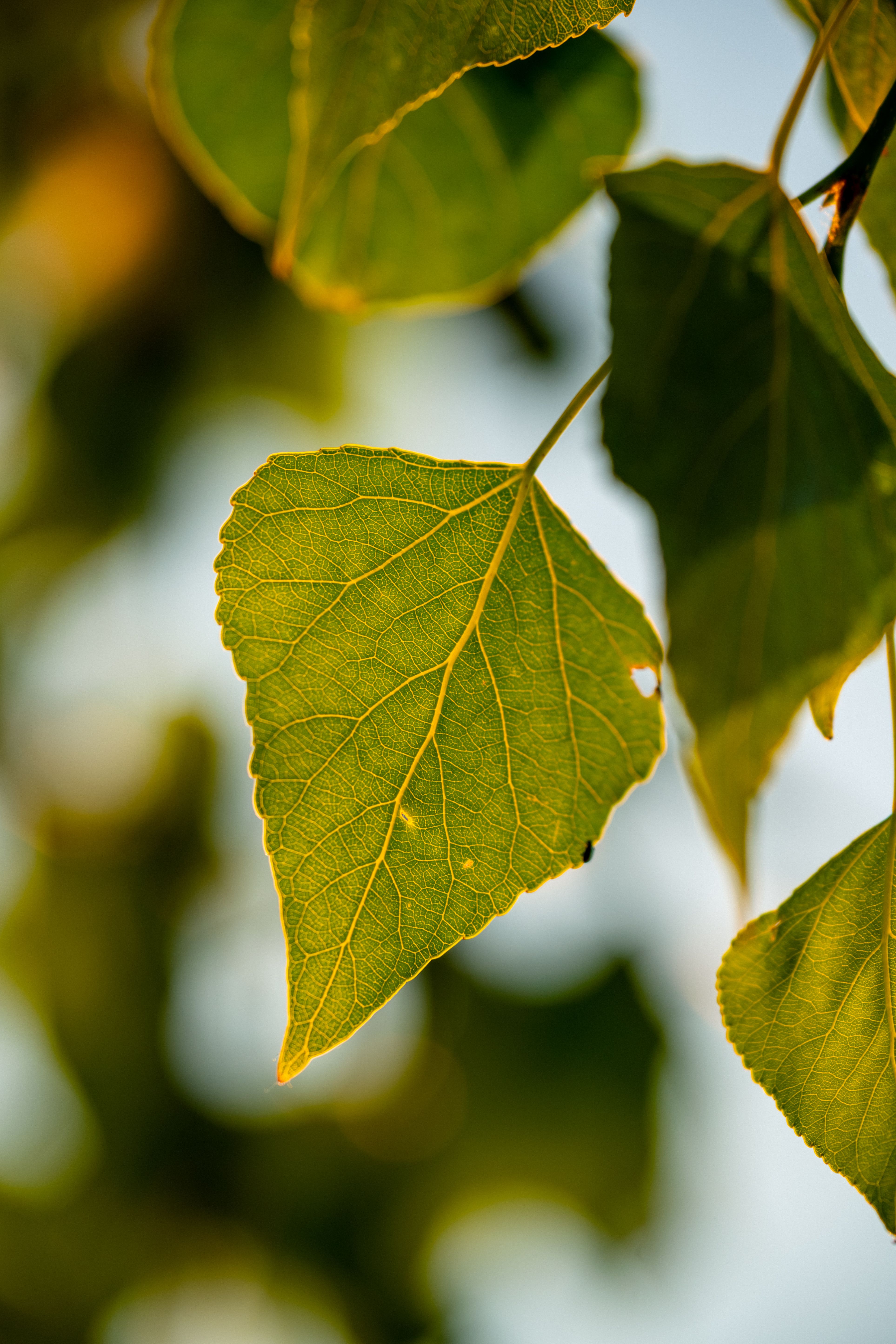 Green Flat Oblong Leaf Plant on Close Up Photography · Free Stock Photo