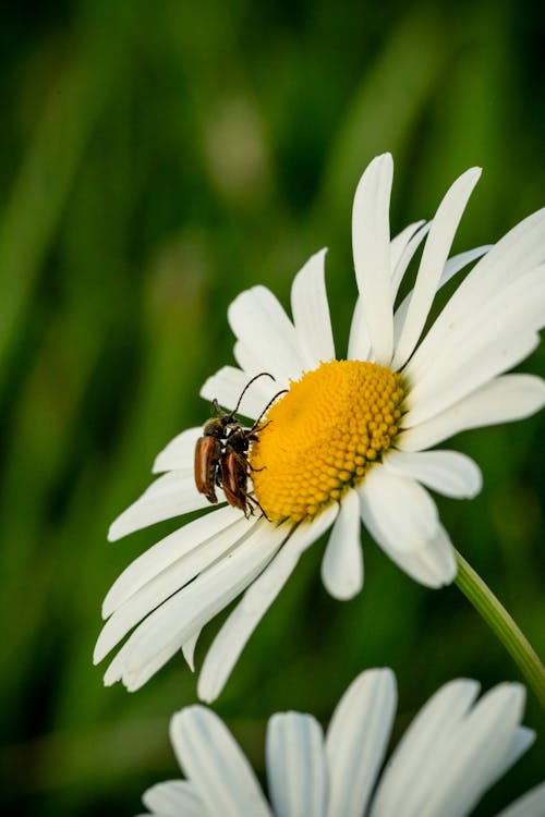 A beetle sits on a daisy flower