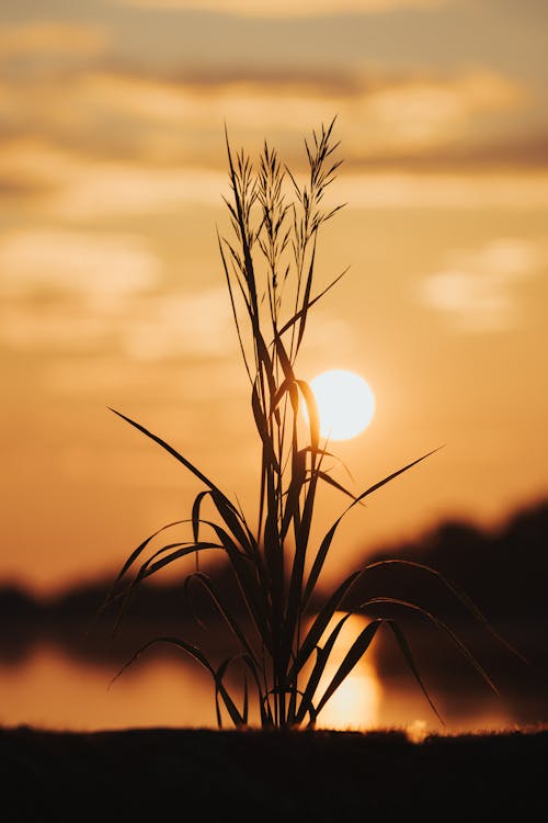 A plant is silhouetted against the sunset