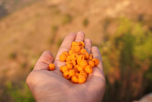 Close Up Photography  of Orange Berries  on Human Palm