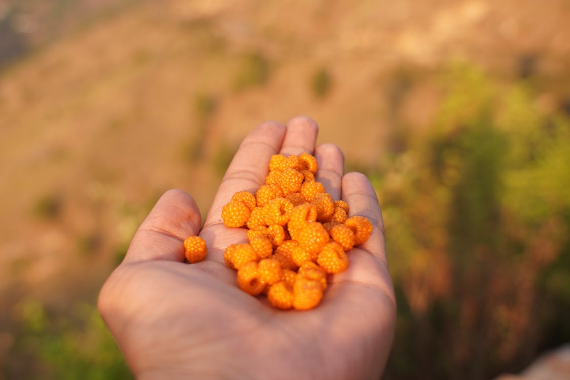 Close Up Photography  of Orange Berries  on Human Palm