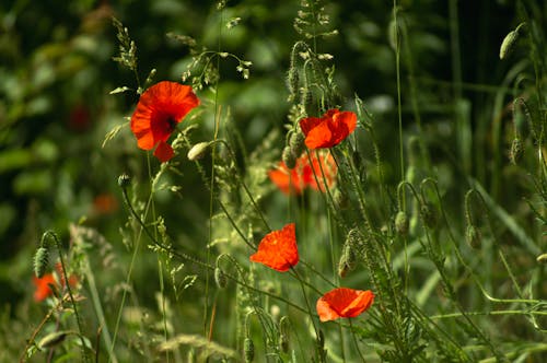 A field of red poppies in the sun