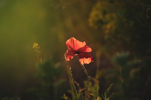 A red poppy flower in the sun with a green background