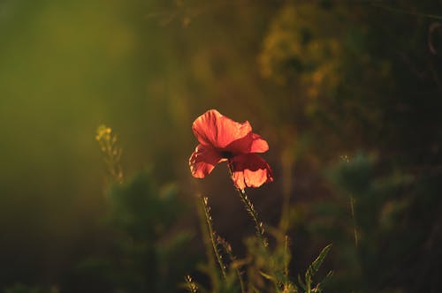 Gratis lagerfoto af blad, blomst, delikat