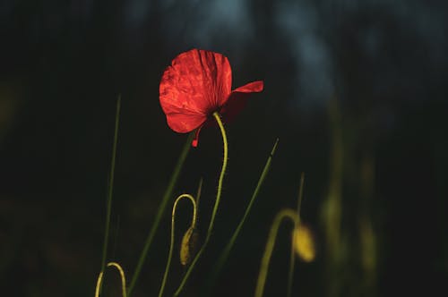 A single red poppy flower in the dark