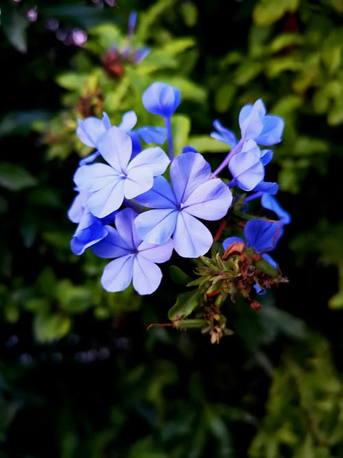 Blue flowers in spanish islands