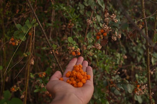 Fotografía De Enfoque Selectivo De Bayas Naranjas En La Palma De La Mano Junto A Plantas De Bayas