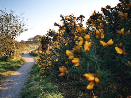 Gorse bushes next to a walking path in England