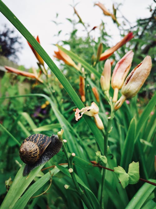 A snail reaching out to a flower