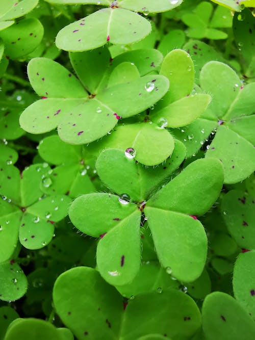 Water drops on Green Clover leaves