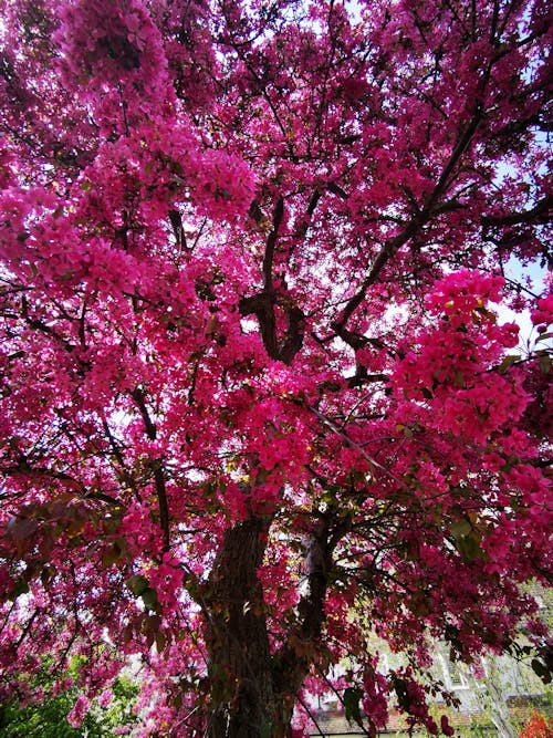 A tree full of pink flowers in England