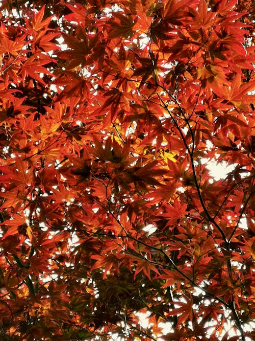 A tree full of red leaves in the summer