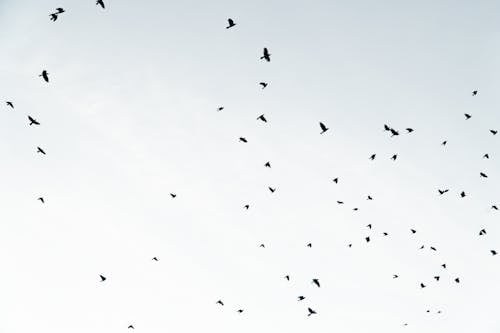 Ingyenes stockfotó állat, birds_flying, ég témában Stockfotó