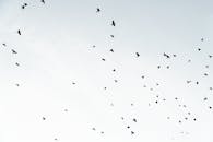 晴朗的天空中飞过一大群鸟的剪影，捕捉到了自由的本质