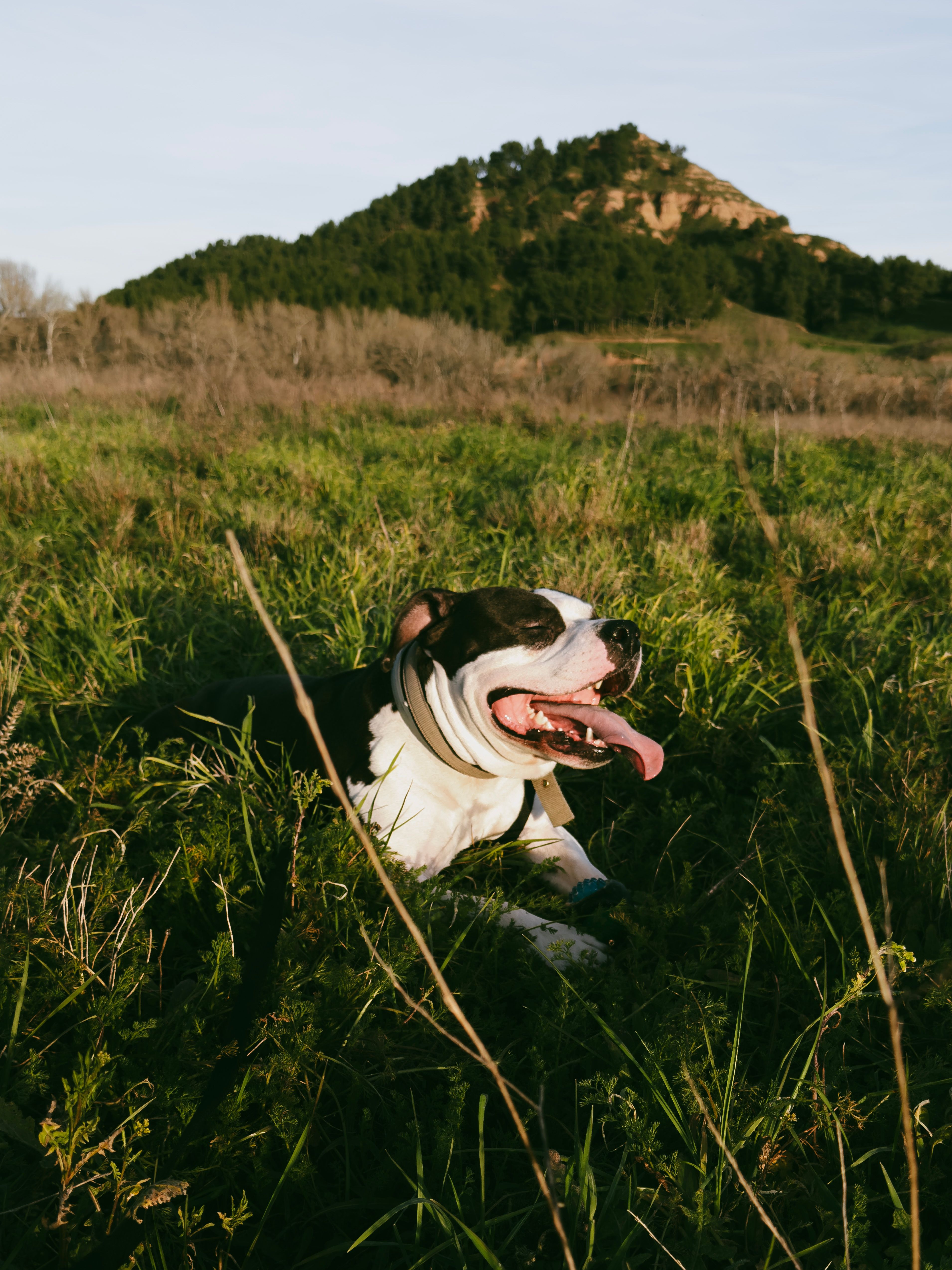A dog laying in the grass with its tongue out · Free Stock Photo