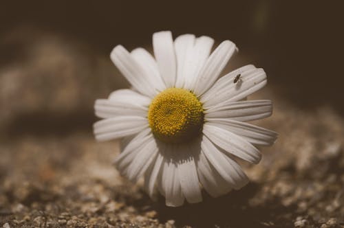 Fotobanka s bezplatnými fotkami na tému divý, exteriéry, farba