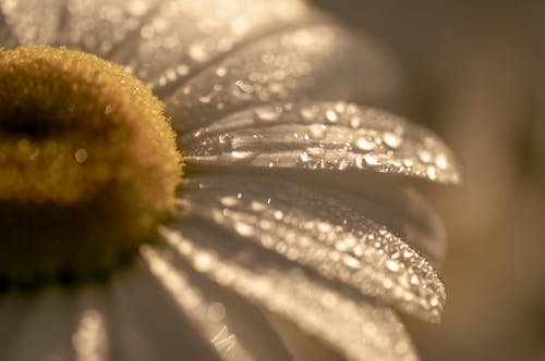 A close up of a daisy with water droplets