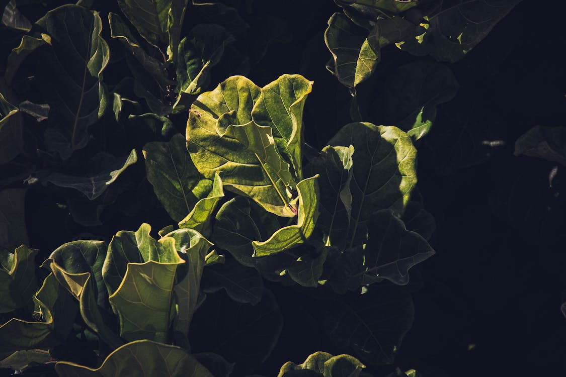 Photo of a green-leafed plant