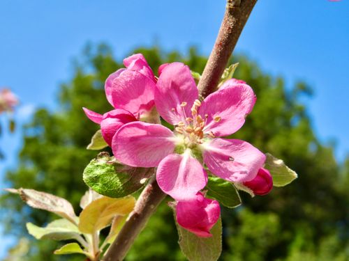 Free stock photo of beautiful flowers, boboligadens, florence Stock Photo