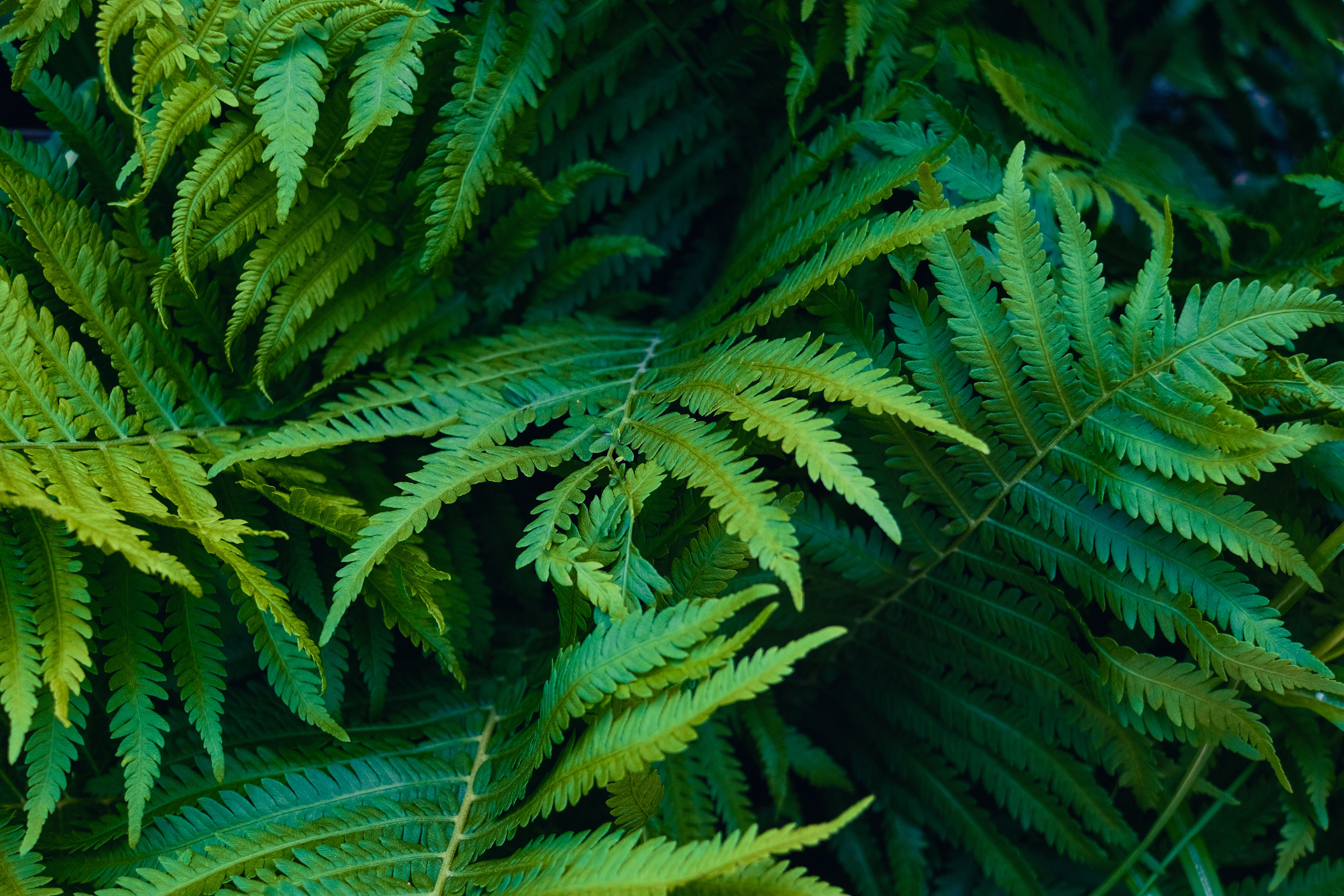 Vivid close-up of lush green fern foliage showcasing natural beauty and intricate details.