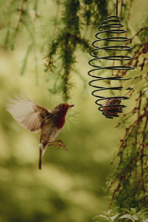 A bird flying near a bird feeder
