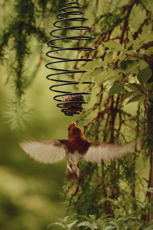 Foto profissional grátis de animais selvagens, animal, ao ar livre