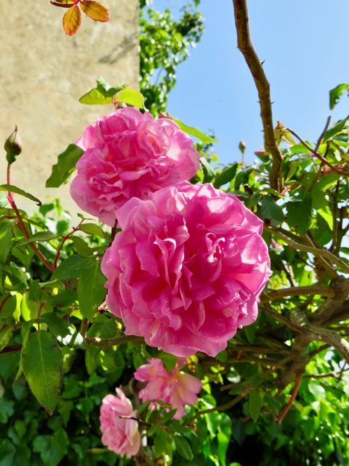 Free stock photo of beautiful flowers, boboligardens, florence Stock Photo