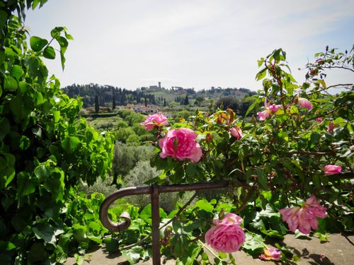 Free stock photo of florence, flower garden, garden roses Stock Photo