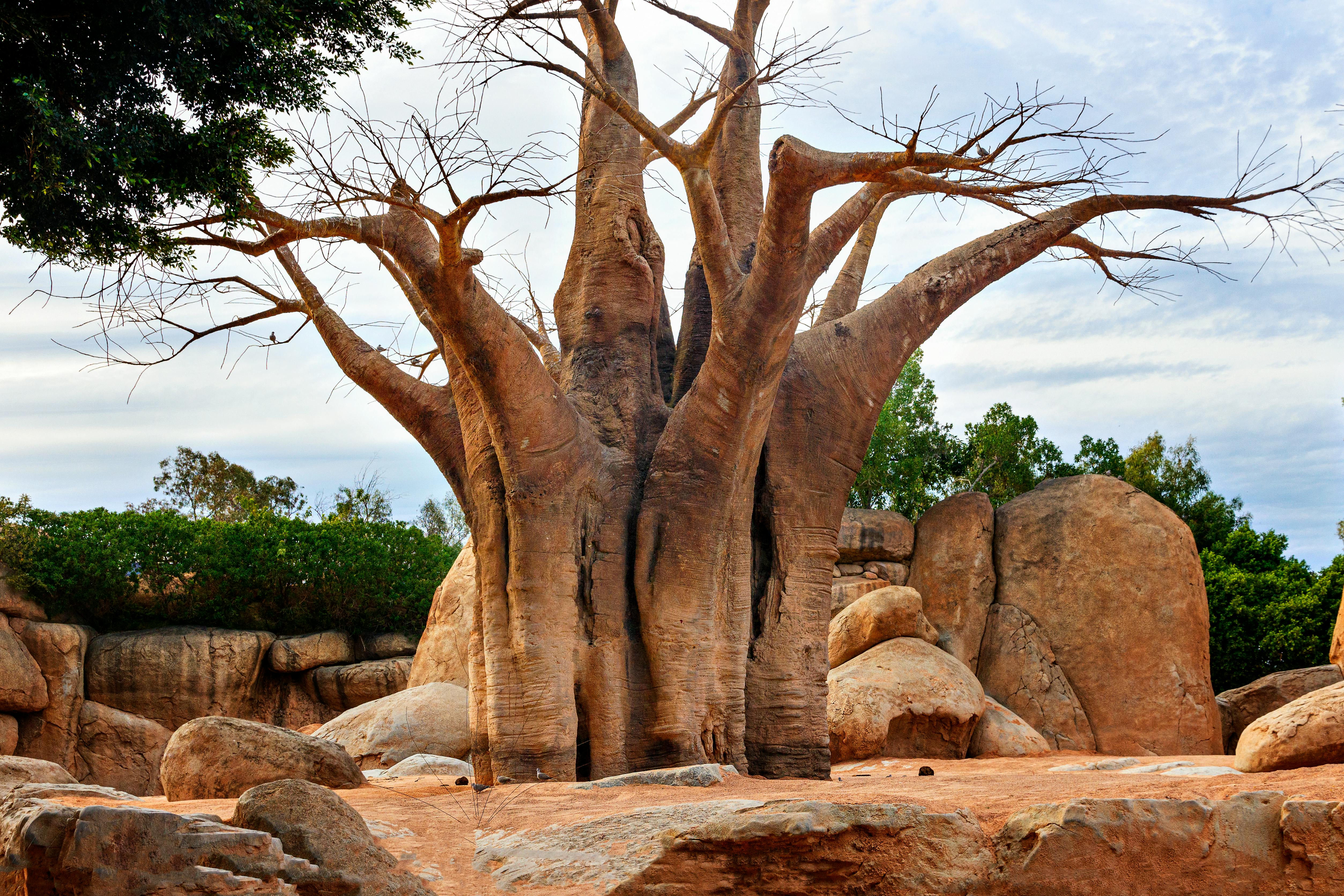 Explore the grandeur of a baobab tree surrounded by natural rock formations in Bioparc Valencia, Spain.