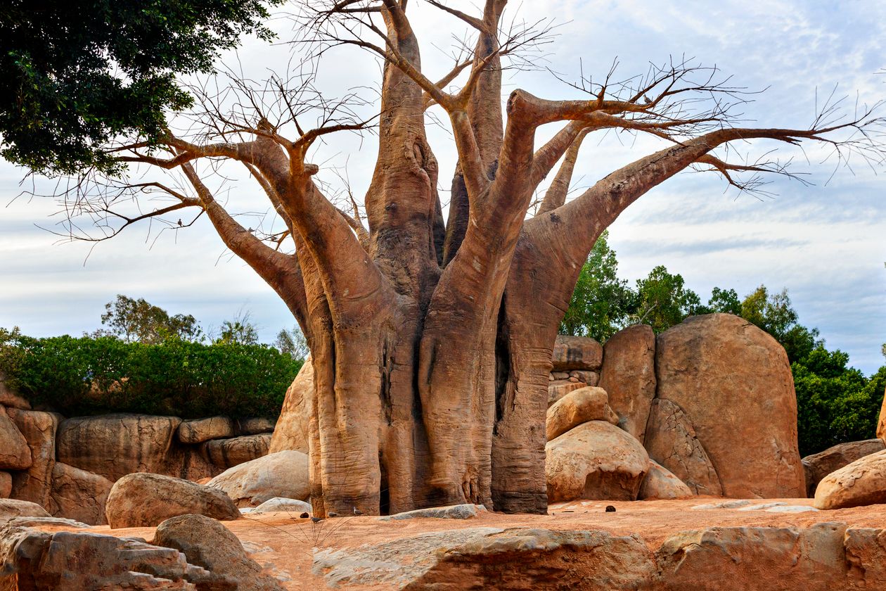 Baobab Tree
