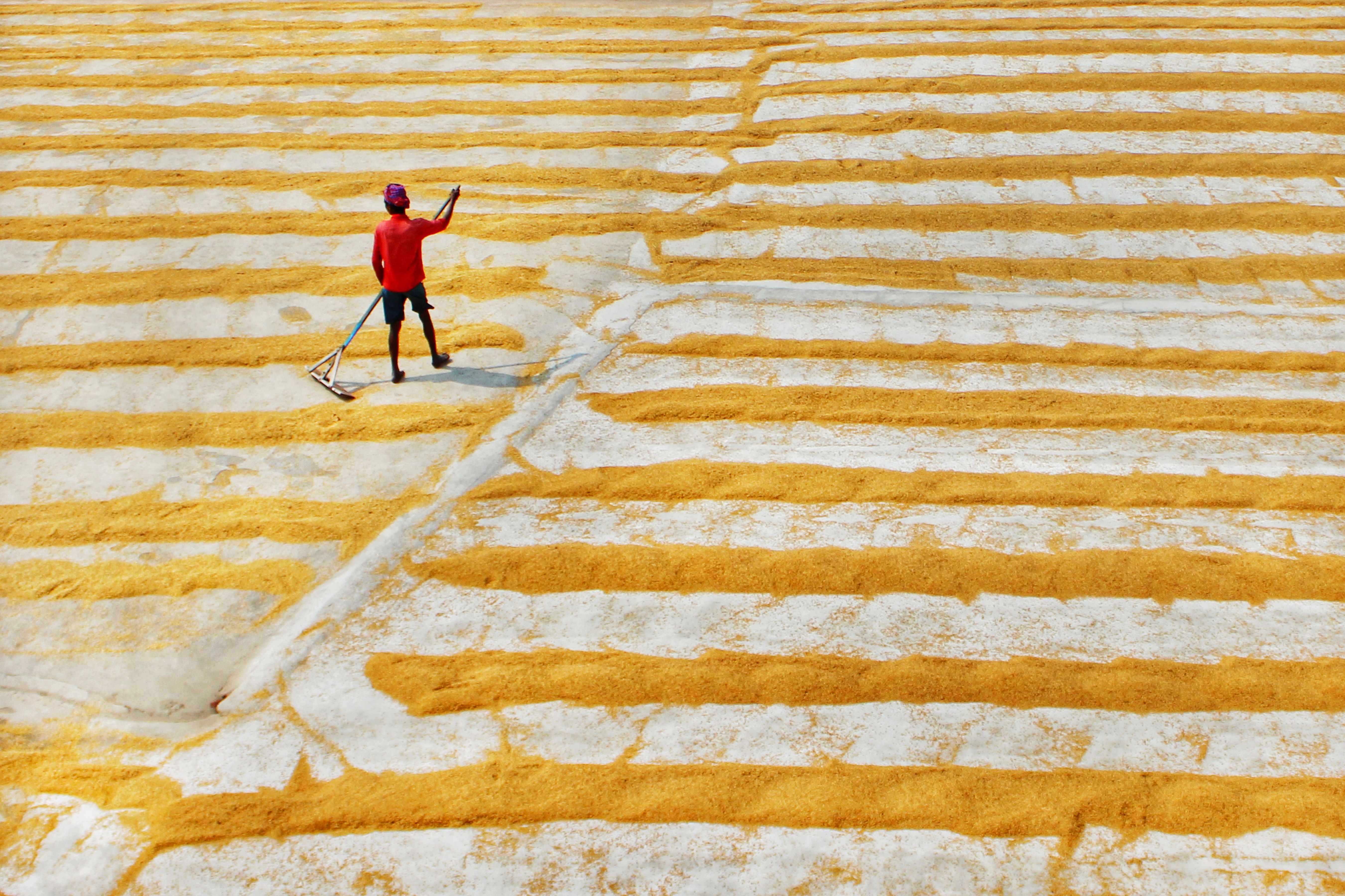 Food Products - Rice