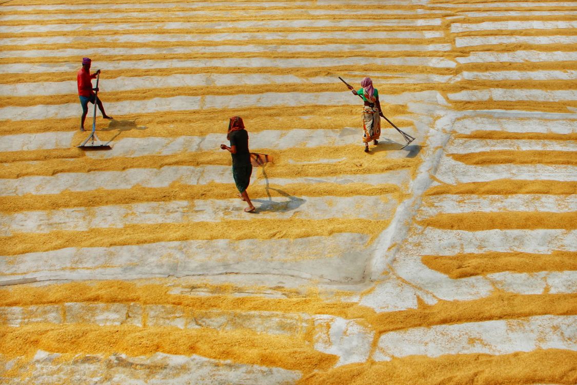 Drying Rice Fields Farmers Drying Rice Grain in a Field · Free Stock Photo