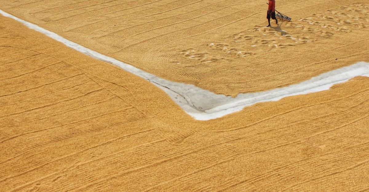 Drying Rice Fields Farmer Drying Rice Grain in a Field · Free Stock Photo