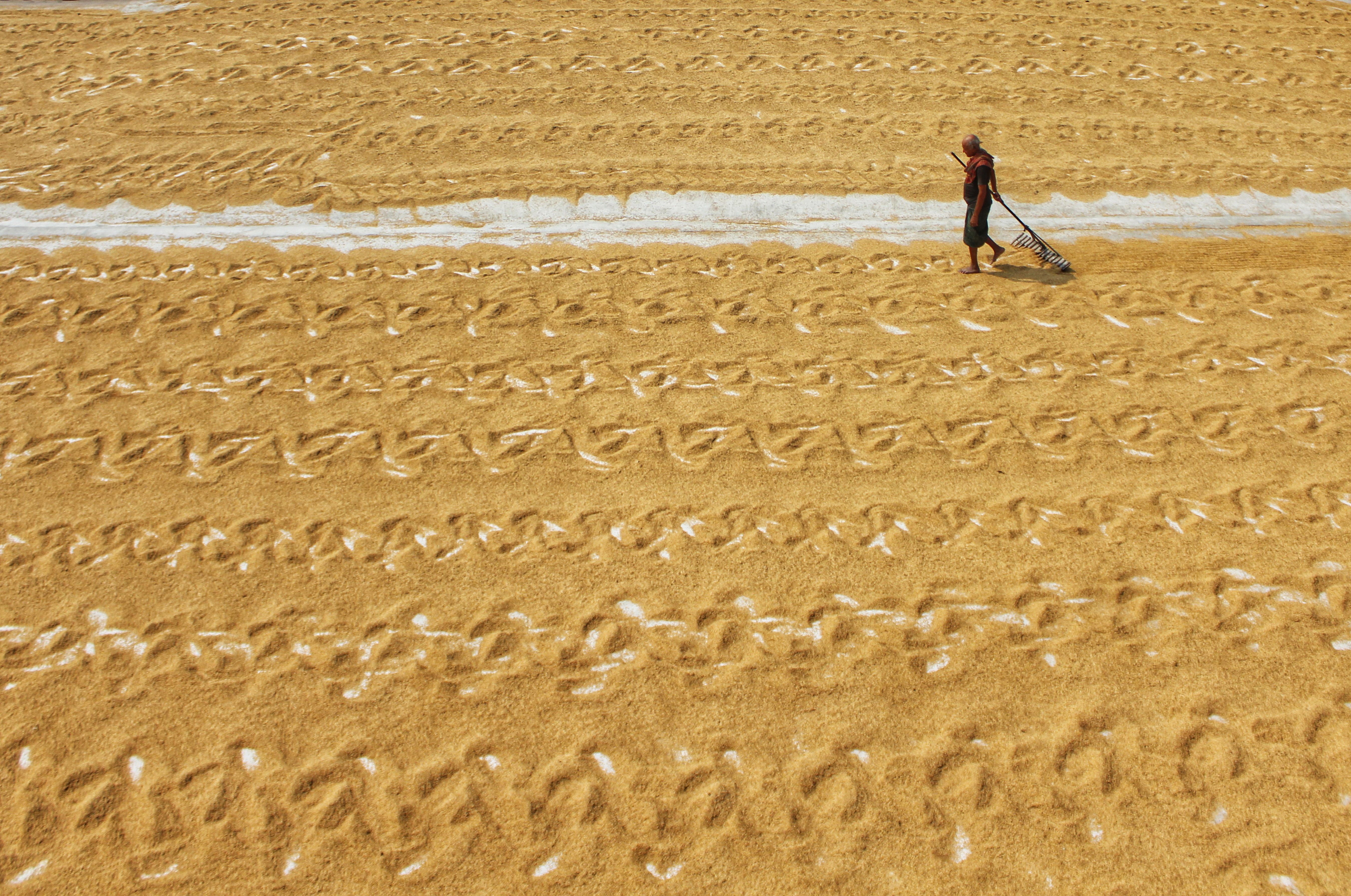 A farmer rakes drying rice grains in a field in Habra, West Bengal, showcasing traditional agriculture.