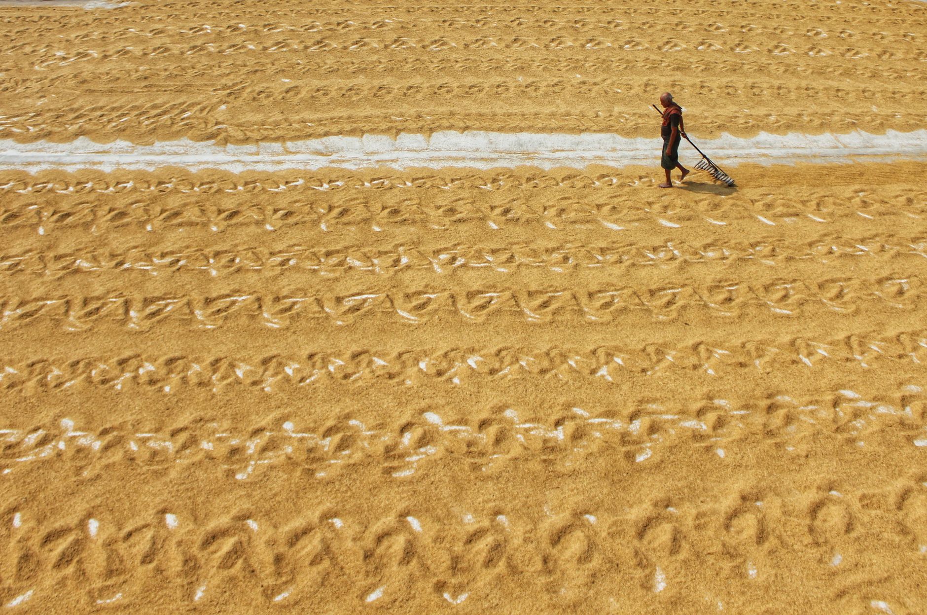 A farmer rakes drying rice grains in a field in Habra, West Bengal, showcasing traditional agriculture.