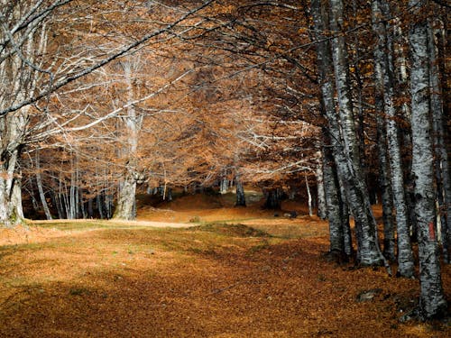 Trees And Autumn Leaves 