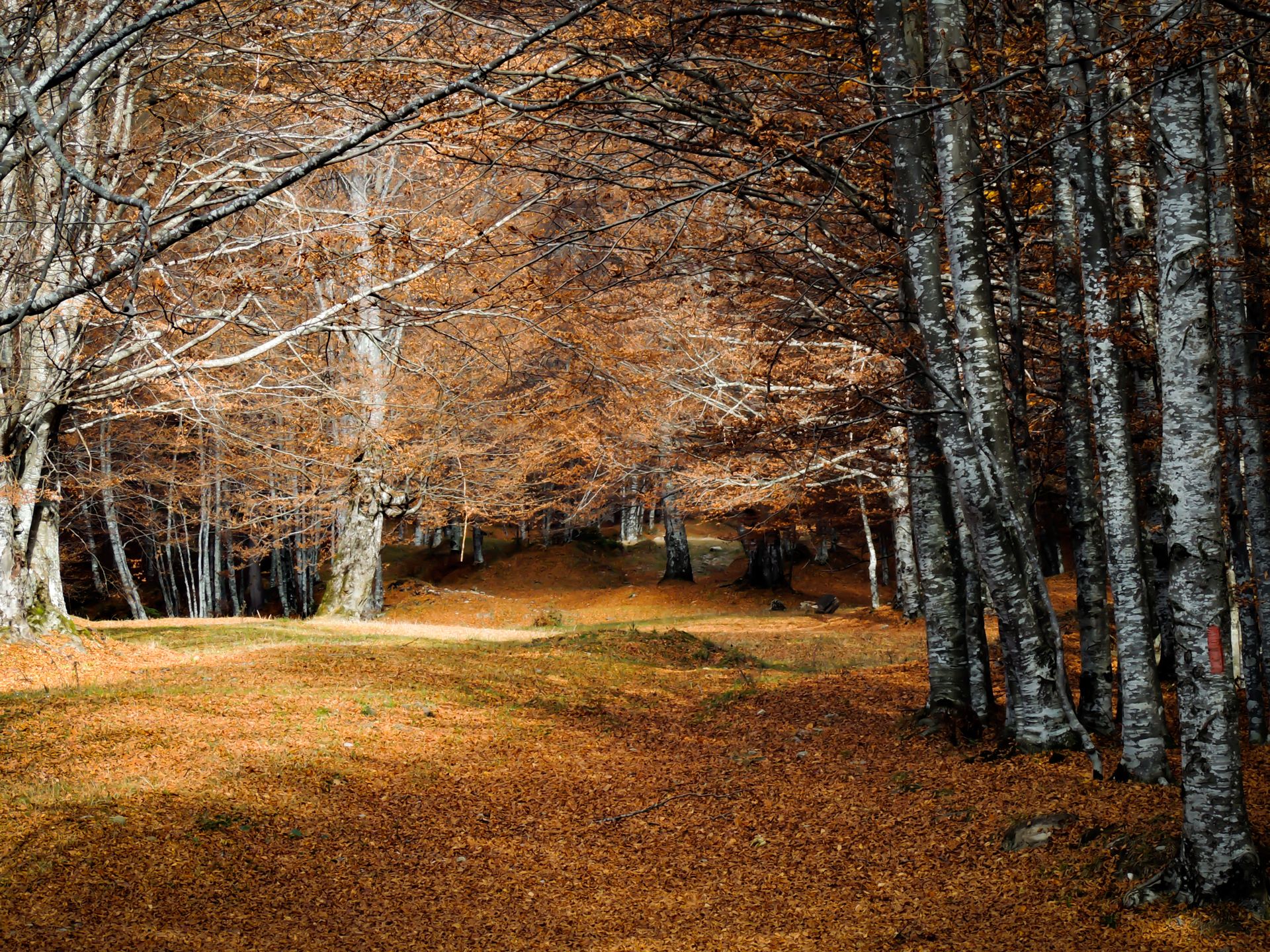 Peaceful autumn forest with vibrant fall foliage and bright sunlight through trees.
