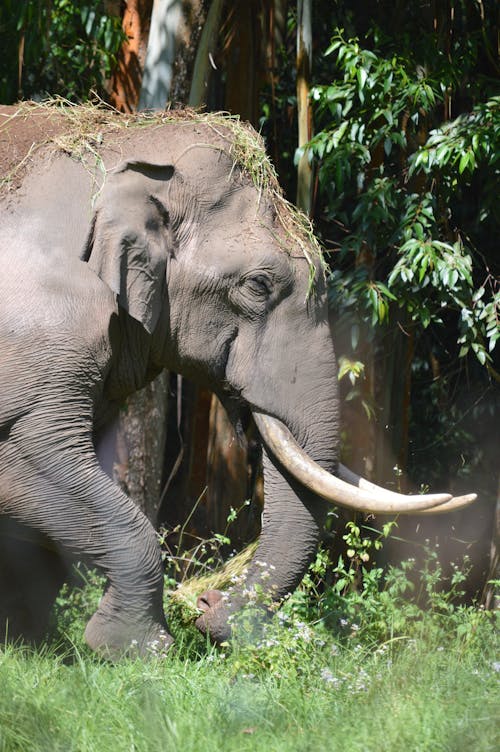 grátis Foto De Um Elefante Foto profissional