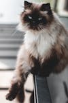 Free Close-Up Photo of Downy Cat Stock Photo