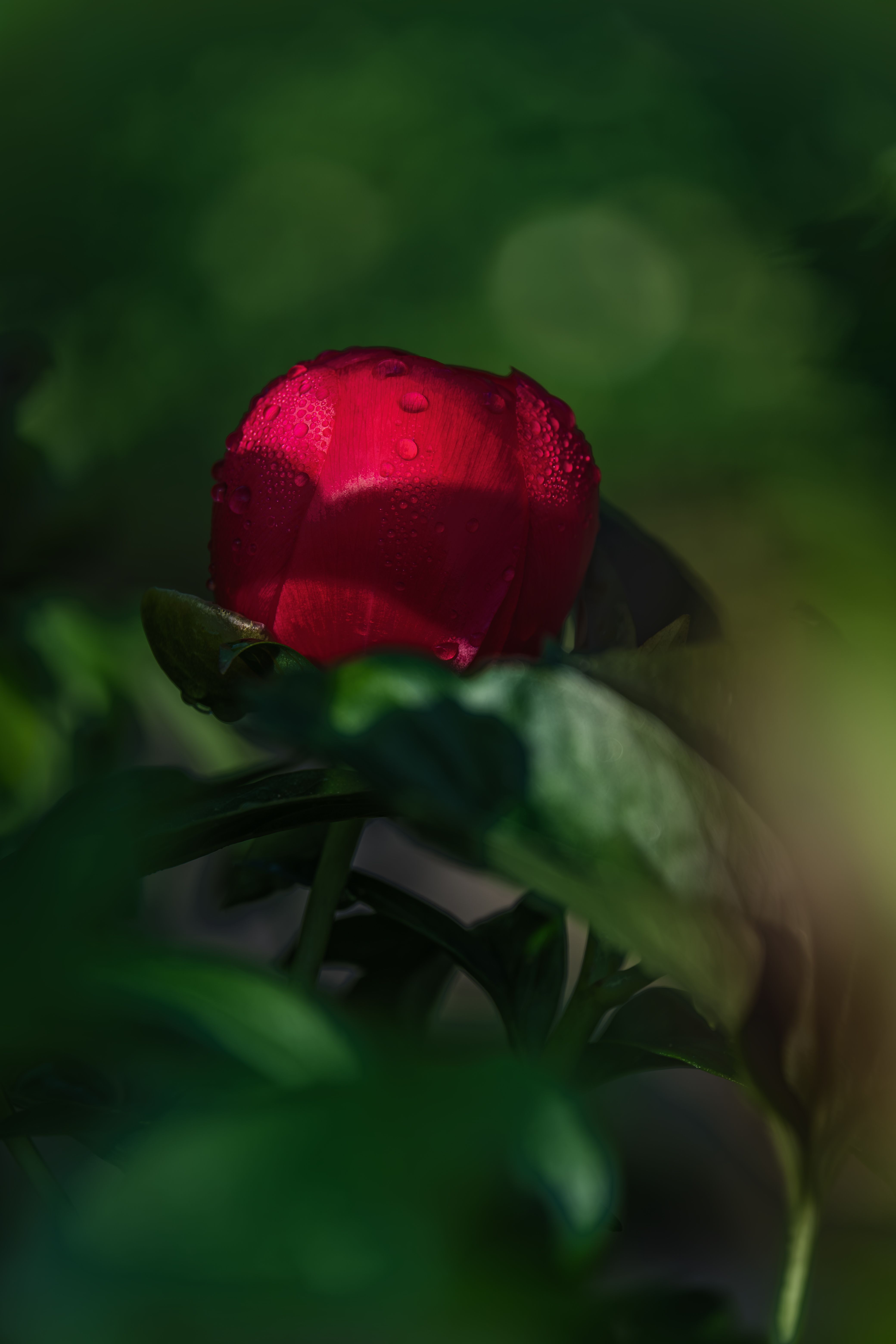 Red Rose in Nature · Free Stock Photo
