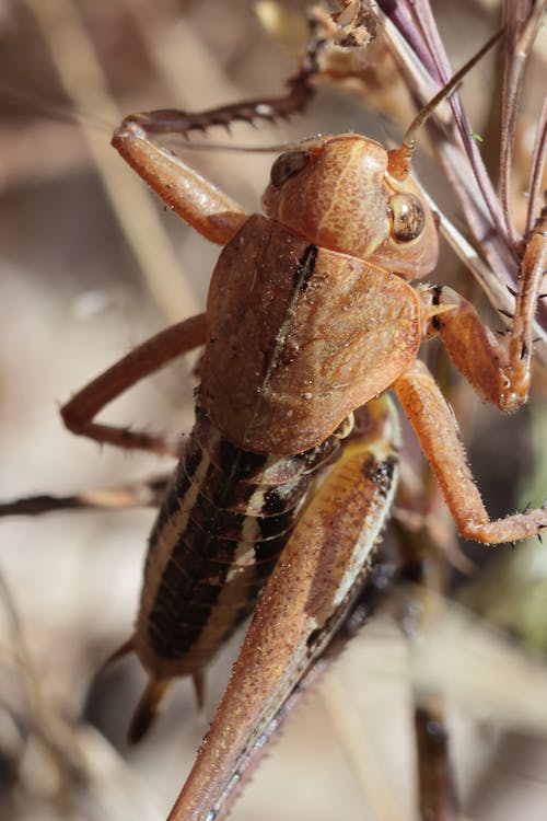 Základová fotografie zdarma na téma kobylka, makro