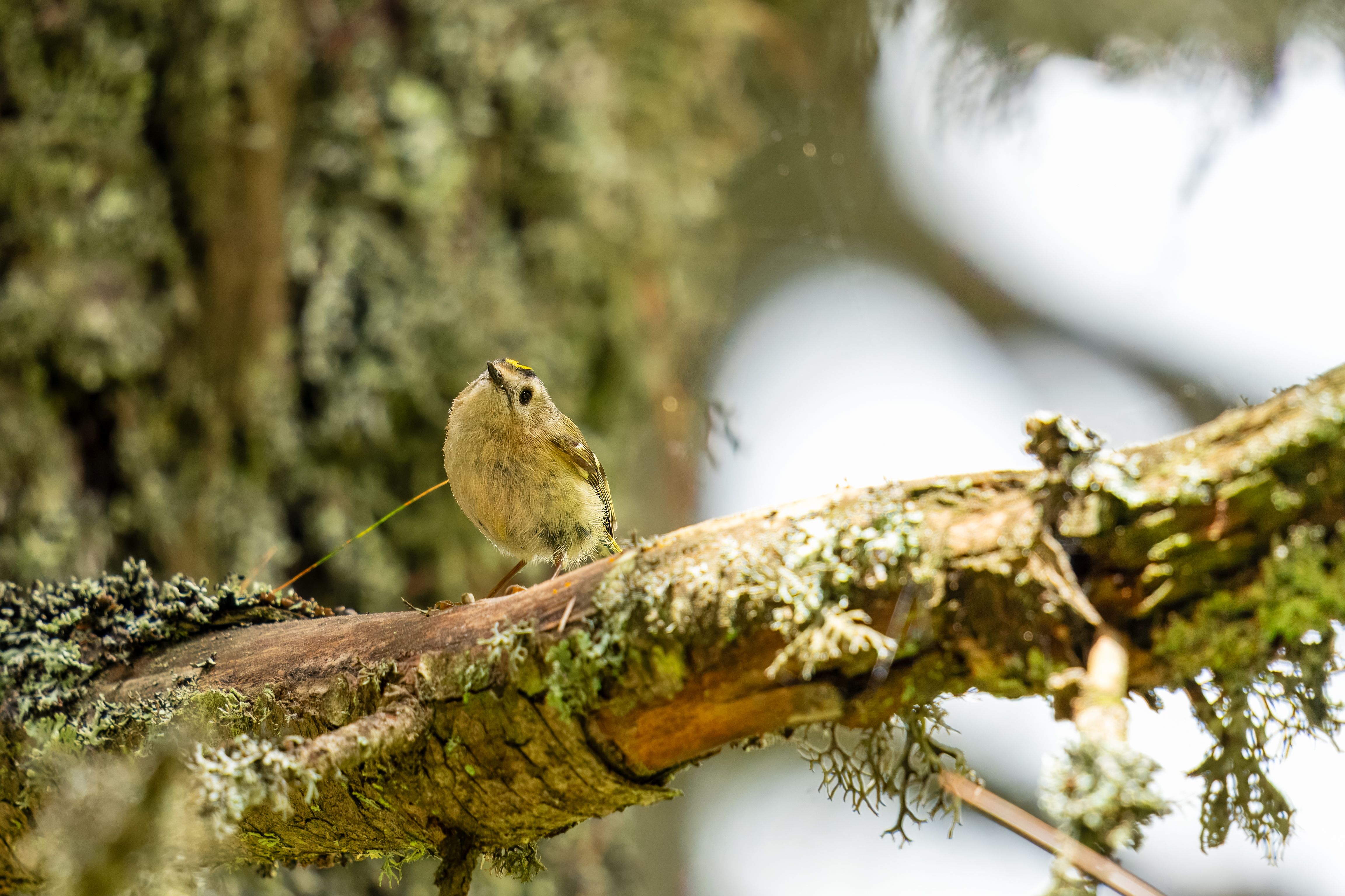 A goldcrest bird perched on a moss-covered branch, showcasing nature's beauty.
