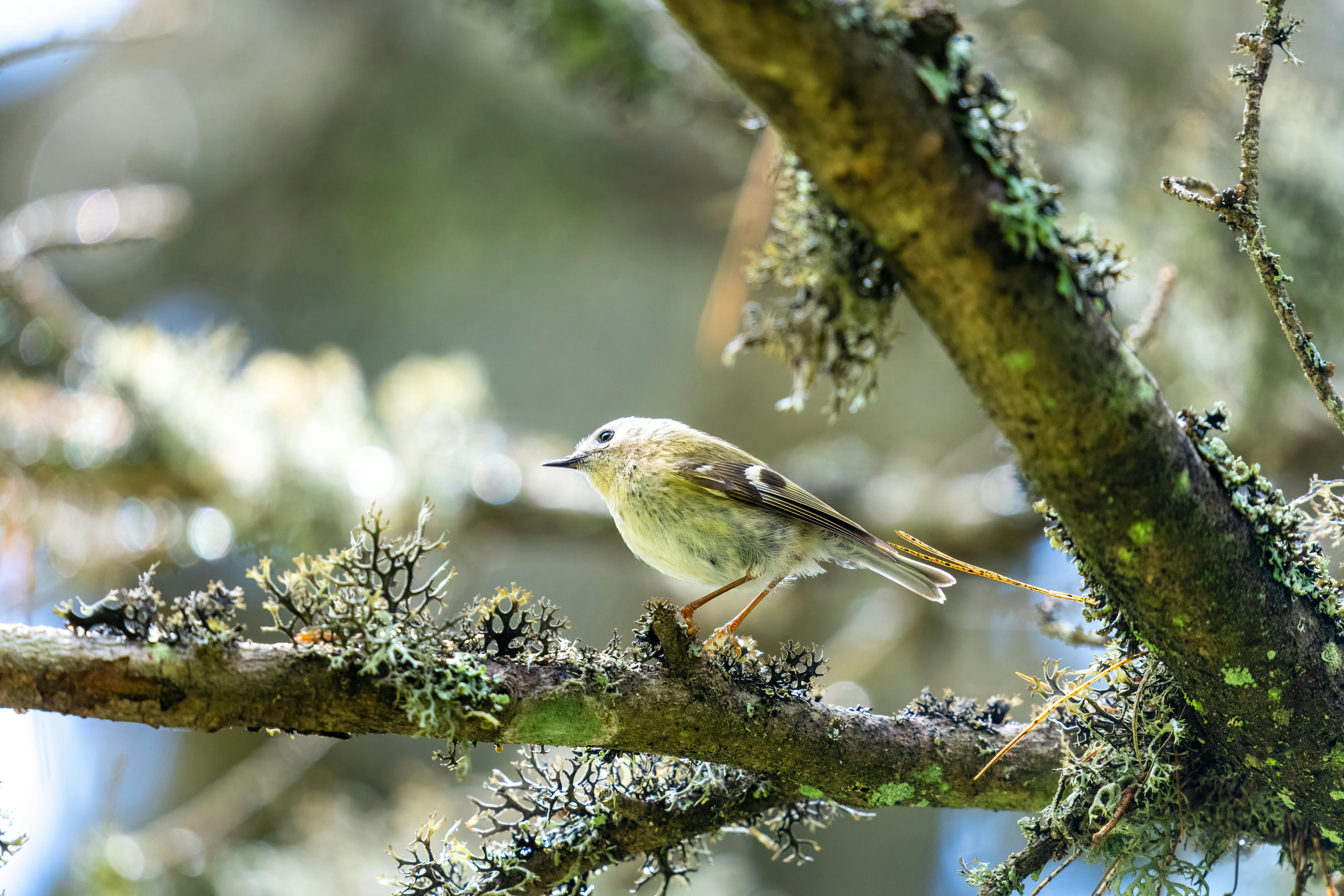 A goldcrest (Regulus regulus) sits on a branch covered in lichen, captured in vivid detail.