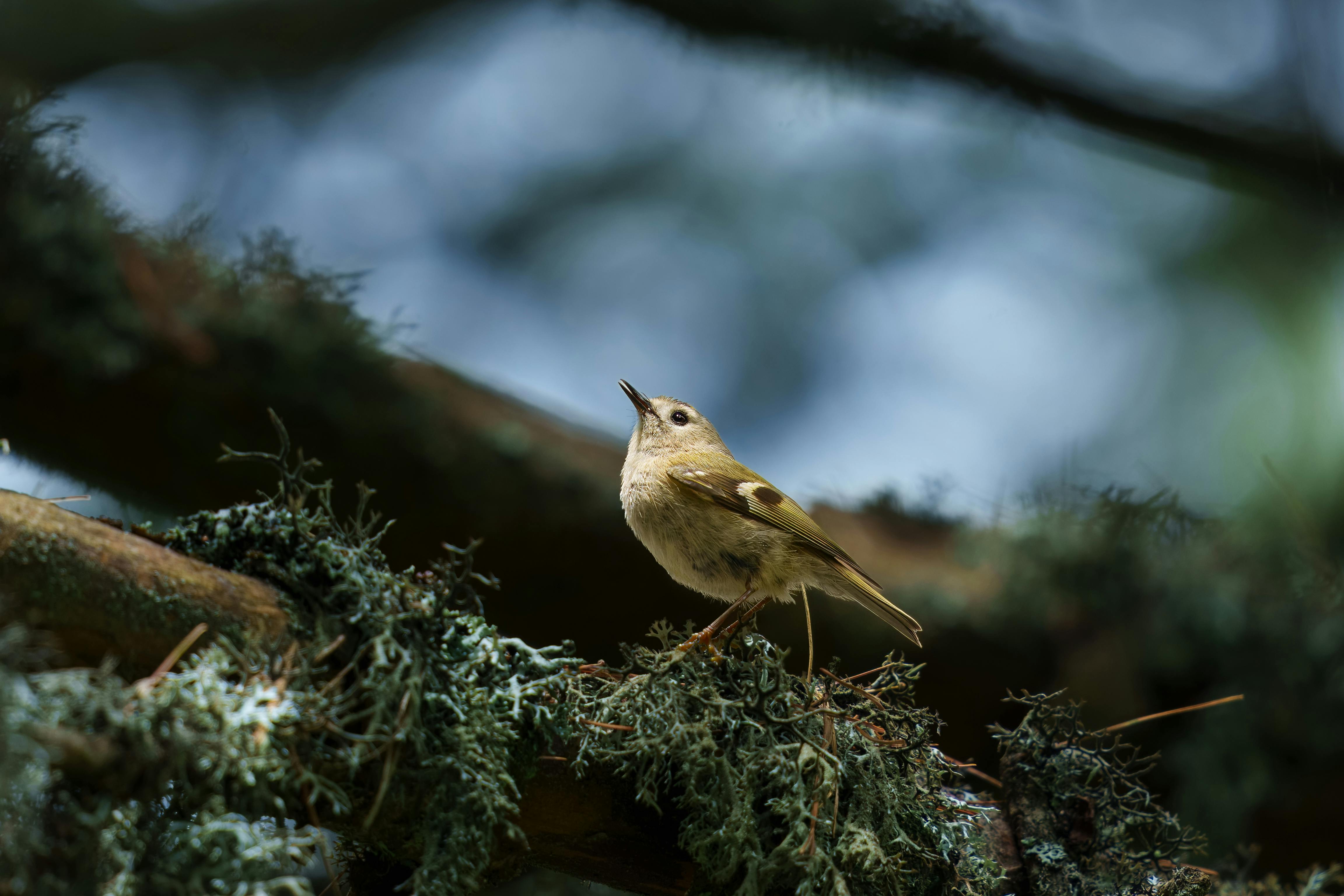 Close-up of a goldcrest bird delicately perched on a mossy tree branch in a tranquil forest setting.