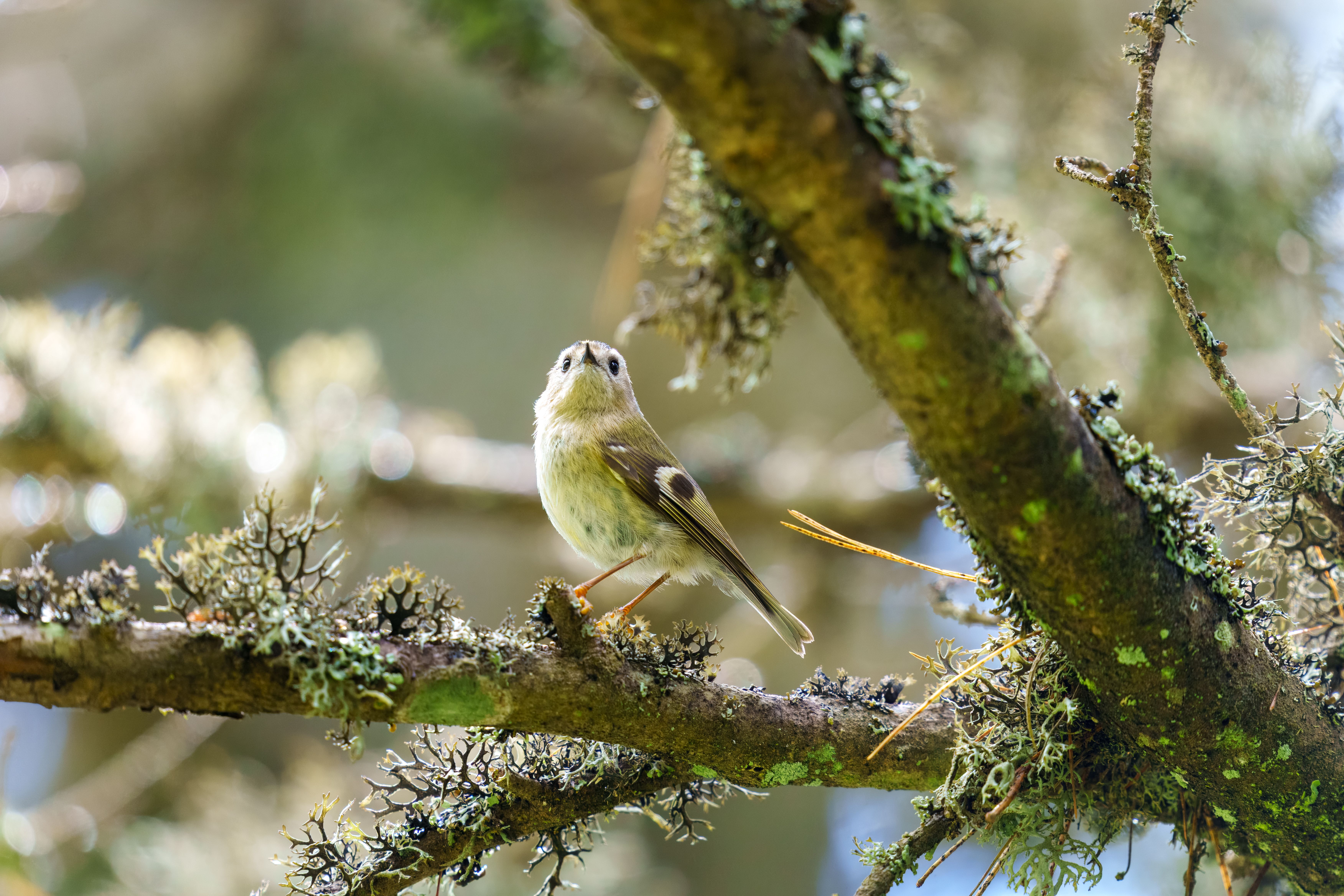 A goldcrest perches gracefully on a lichen-covered branch in natural surroundings.