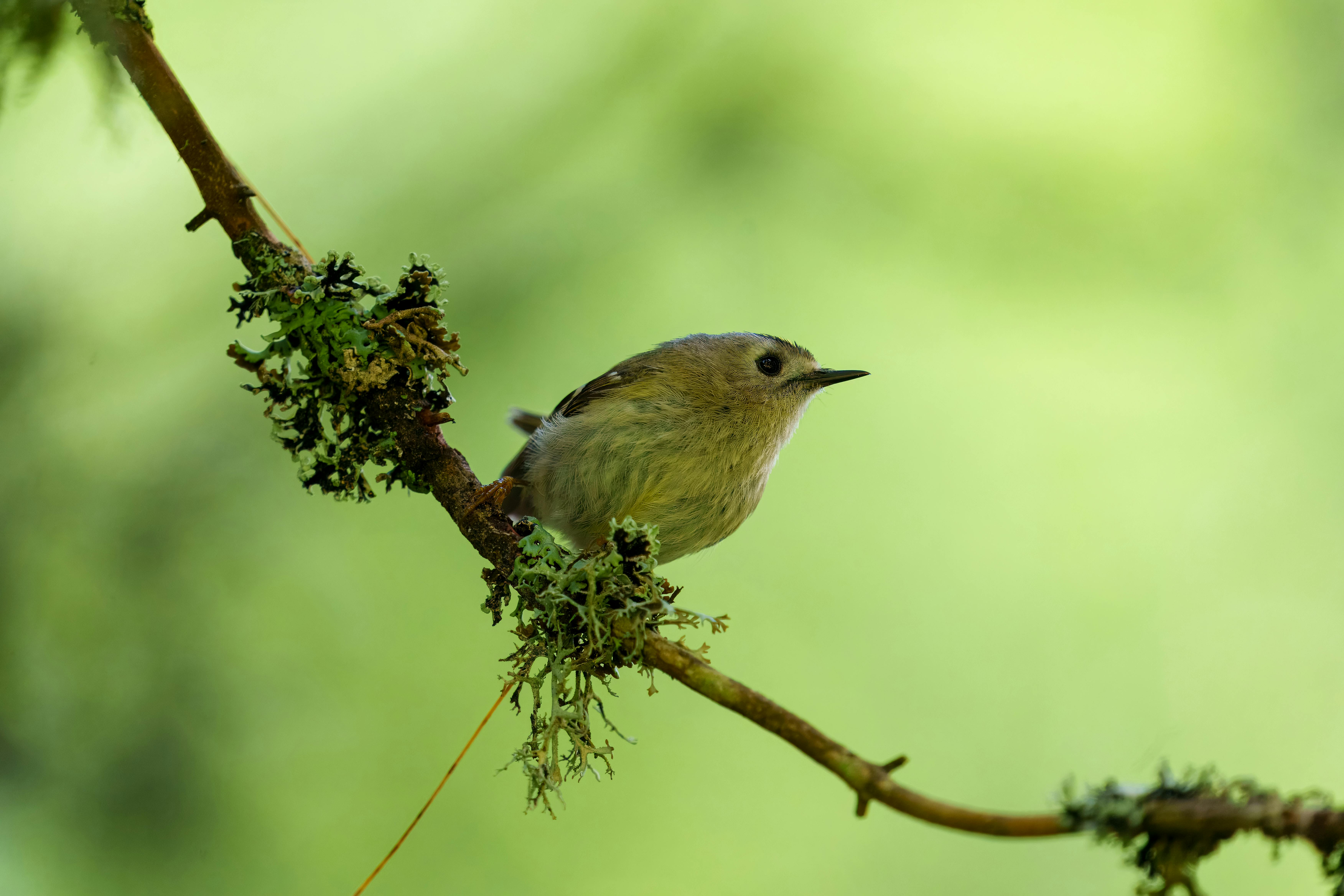 A goldcrest bird perches on a moss-covered branch with a soft green blurred background, showcasing the beauty of nature.