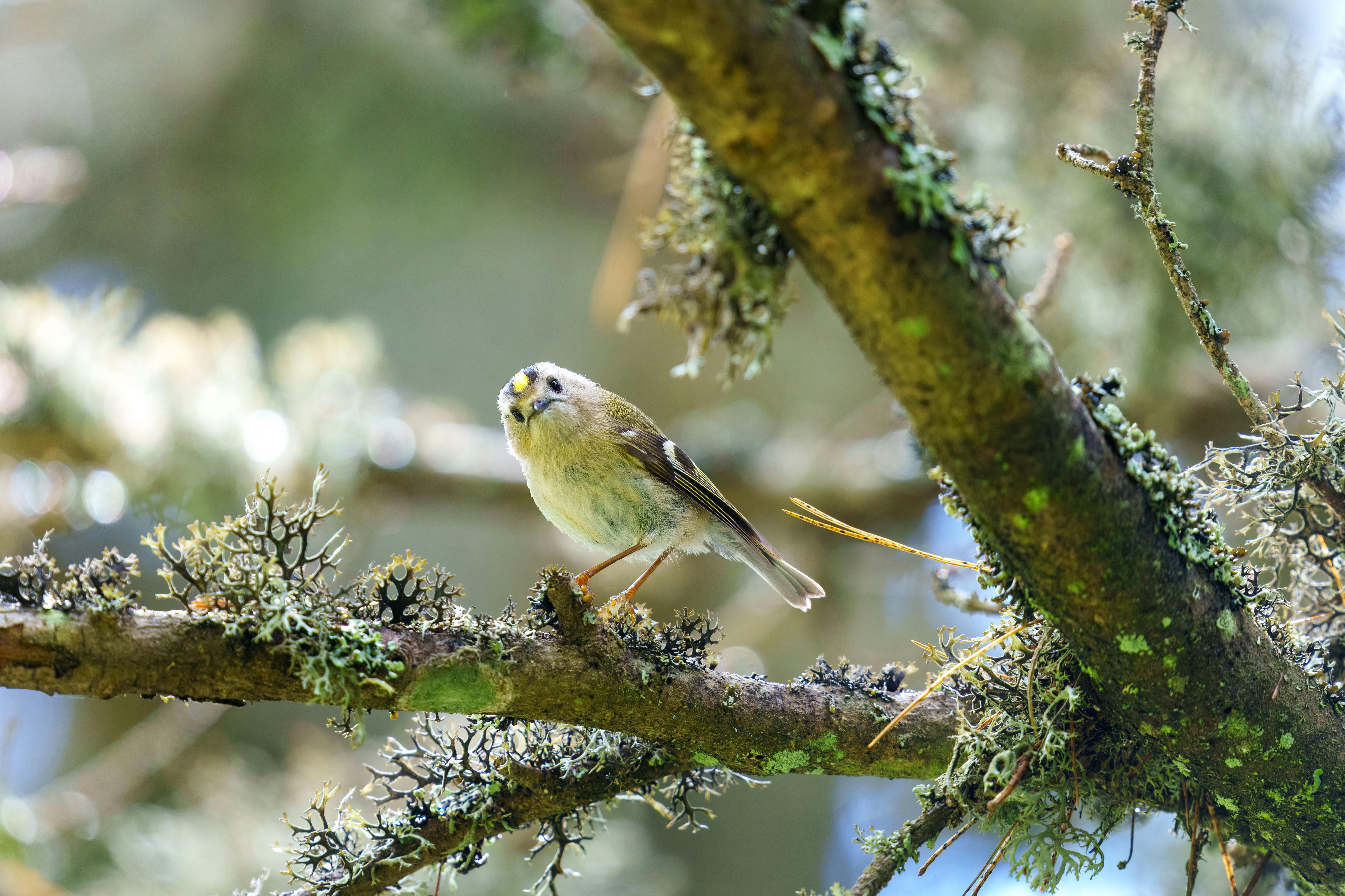 A beautiful goldcrest bird perches gracefully on a moss-covered branch in a serene natural setting.